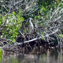 Another Yellow Crested Night Heron